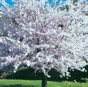 Prunus subhirtella 'Autumnalis Rosea'